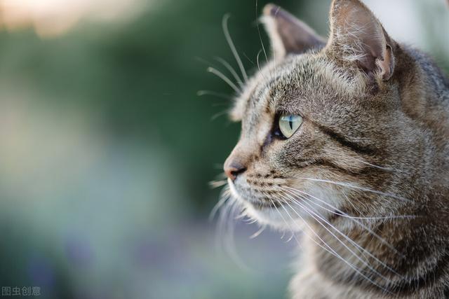猫咪的基础饮食（1）