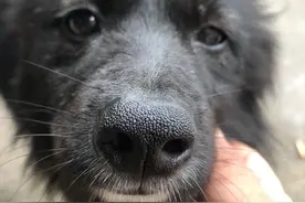 疯狂的狗子图片