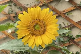 如果，人生有假如...（36）是虚伪的人生啊图片