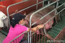 如何判定母猪难产以及解决方法 你知道吗图片