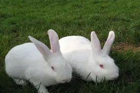 肉兔不同季节饲养管理方法？图片