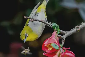 早起的鸟儿都有虫吃图片
