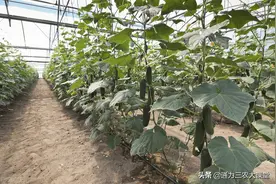 黄瓜几天浇一次水，怎样浇水座果多产量高，有哪些注意事项图片
