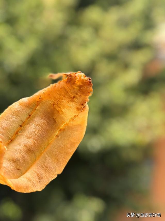 土鳘公和土鳘母有什么区别 土鳘公是野生的吗 土鳘公和土鳘母有什么区别 土鳘公是野生的吗