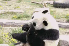 胖达 就在这里，要不要一起来耍？图片