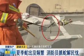 长春人请当心！一天内两地点有蛇出没，最长1.3米图片