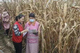 中原熟、天下足？每株玉米背后，都发生了什么 | 黄淮海地区图片