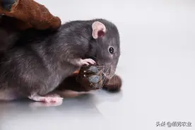 猫怕老鼠？农民灭鼠遇难题，有没有更为有效的灭鼠办法图片