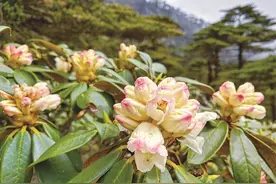 大理苍山洗马潭高山杜鹃花开成“海”图片