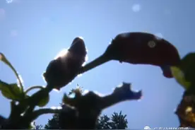 喝了“金银花”凉茶，一家5人被紧急送医！这种“断命水”不能喝图片