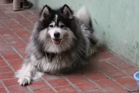 萌宠——芬兰拉普猎犬图片