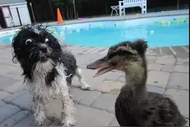 谁说狗胆包天？带你亲眼目睹狗越大越胆小的翻车现场图片