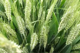 小麦扬花期很短，只有三两天，但操作不当可能毁掉一季产量图片