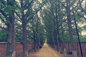 锦州这里藏着一座“植物园”，各种树木都聚集在这里图片