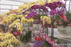 刚买回家的植物活不过三天就枯萎了，到底是什么原因呢？图片