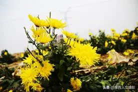 百货商场经理转行种菊花，一朵干花能卖一块钱，老板：我不图赚钱图片