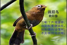 “画眉不叫，养功不到”，看完这些门道，让你的画眉成为最亮的崽图片