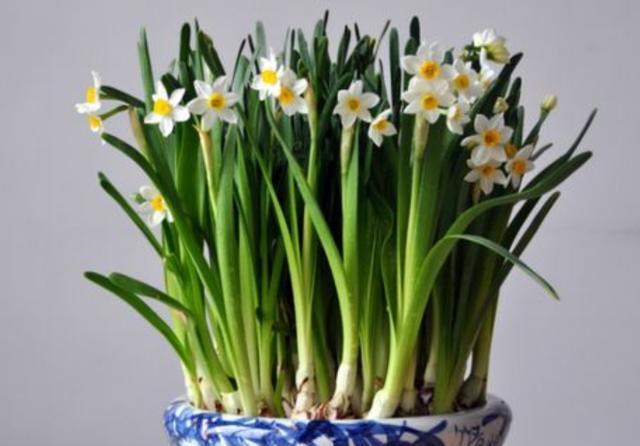 冬季养的水仙花，越长越高太难看，学会2招，植株矮壮，开花更猛