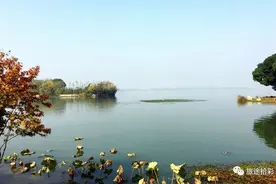 江哥探幽｜武汉东湖，碧波摇漾满池萍图片