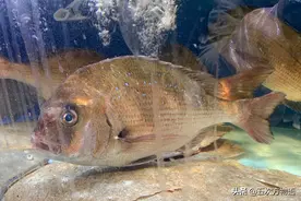 青岛鲷鱼知多少图片