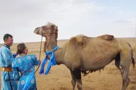 跋山涉水100余公里，被贩卖8个月后，聪明的老骆驼独自回家了图片