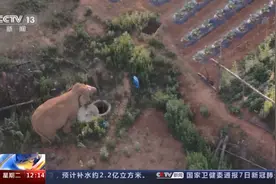 睡足了，出发！野象一家今天继续“自由行”图片