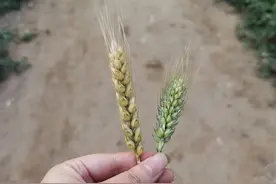 数百亩小麦低产疑云：土地曾租给农业公司种红薯，官方介入调查后初步回应图片