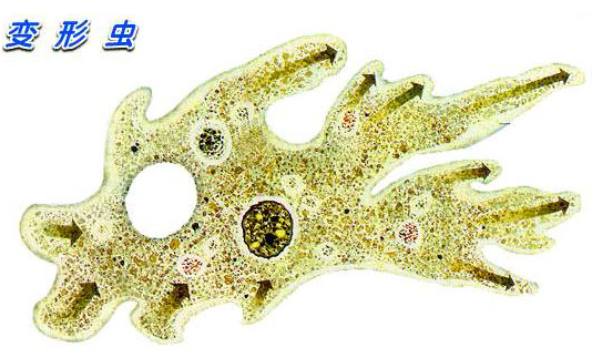 高中生物学习经验分享