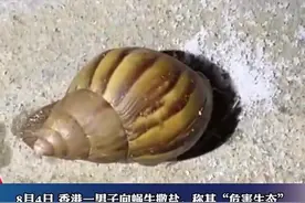 对乱港暴徒极为宽容，却称杀死3只害虫的人为“狂徒”，情何以堪图片