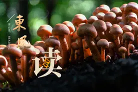 【夜读 · 散文】大山里的特产图片