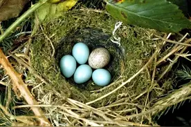 比人类还可怕的鸟，在别人巢里产卵，幼鸟刚出壳就杀死全部小伙伴图片