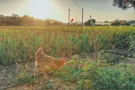 农村野外这几种植物，是很多人儿时的“噩梦”，看到后转身就跑图片