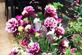 她在自家露台上，花8年时间打造了一个绝世花园，爱花爱草爱生活图片