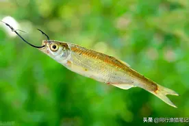 被钓鱼人嫌弃的小杂鱼，却被做成了大生意，一天小赚1500多图片