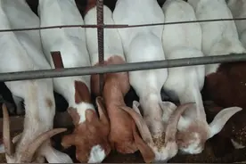 新手入手养羊，到底是买小羊划算，还是买大羊靠谱？图片