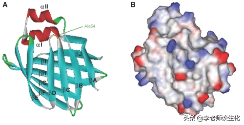脂肪酸的转运与氧化分解
