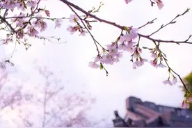 年年岁岁花相似图片