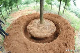 果树最佳栽种时间及高成活率栽植方法，你 get 到了吗？图片