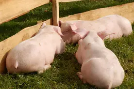 日本的奇葩养猪法值不值得我们学习？图片