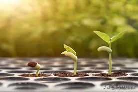 中考满分作文范文：我就是一颗会发芽的种子图片