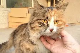 辟谣，猫咪公母难辨？各阶段有不同方法，掌握两点便能轻松识别图片