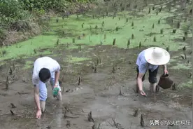 全身3分之1能吃，之前8毛1斤没人要，如今涨到8元，能养殖？图片