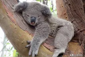 打盹睡多久为宜？How long should your naps be图片