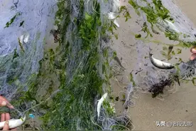 惠州碧海湾沙滩，一个相对冷门的赶海好地方，海货多风景好值得去图片