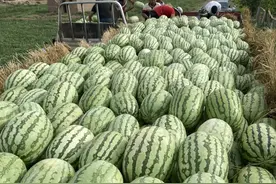 不能错过的新疆水果（一）图片