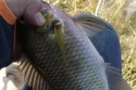 这几种鱼野钓很常见，居然有高大上的名字？听起来就好吃图片