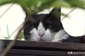 猫咪每日奔袭8公里，只为谈恋爱，谁说异地恋就没有好结局？图片