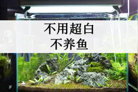 超白玻璃鱼缸养鱼有啥好处？多少钱不算贵？给你份良心参考价格视频封面