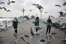 海鸥要走了？明年还会回来的图片