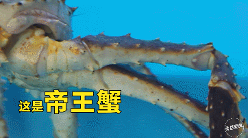 鹅蛋能和花胶一起吃了 2026年鹅蛋能和花胶一起吃了会中毒吗